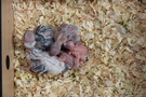 130911 --- R29, R30, R31, R32, R33 samt ägg